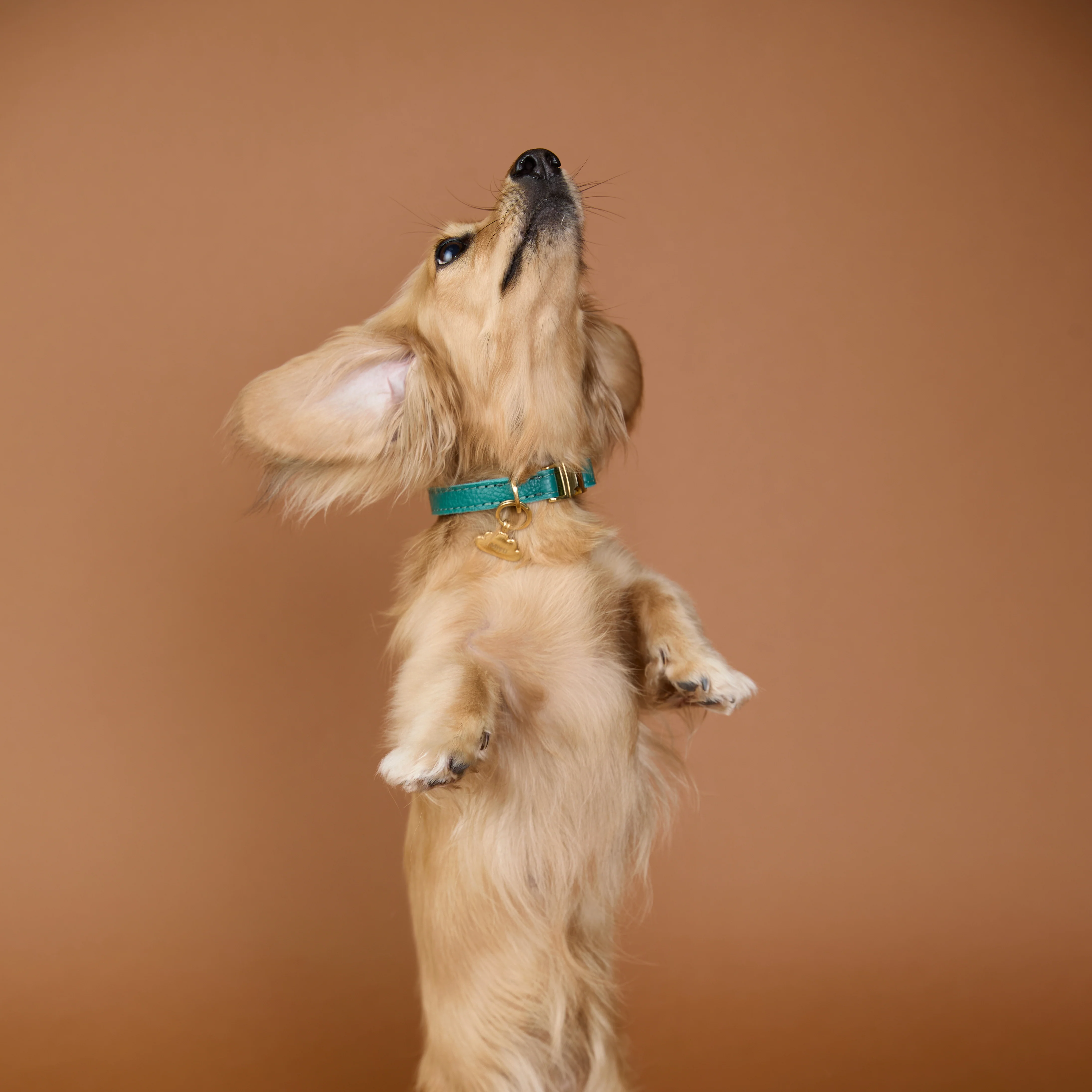 Cloud Pet Tag in Gold - Image 4