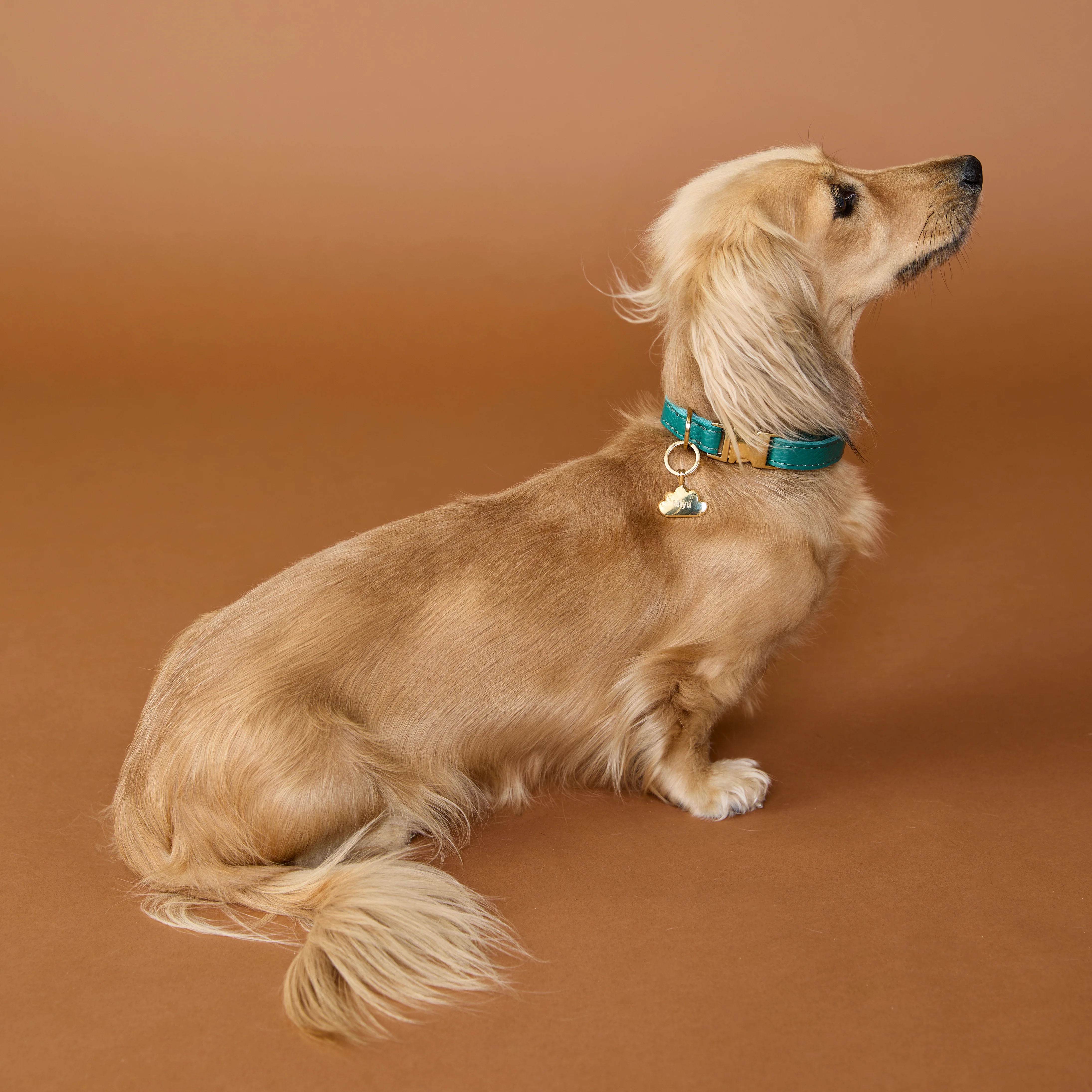 Cloud Pet Tag in Gold - Image 6