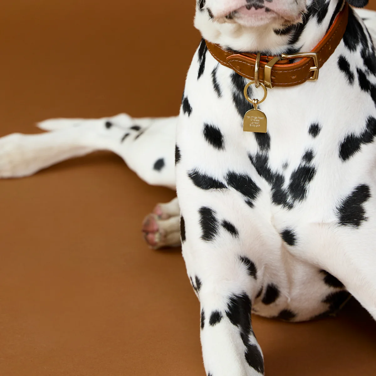 Pavé Arch Pet Tag in Gold - Image 3