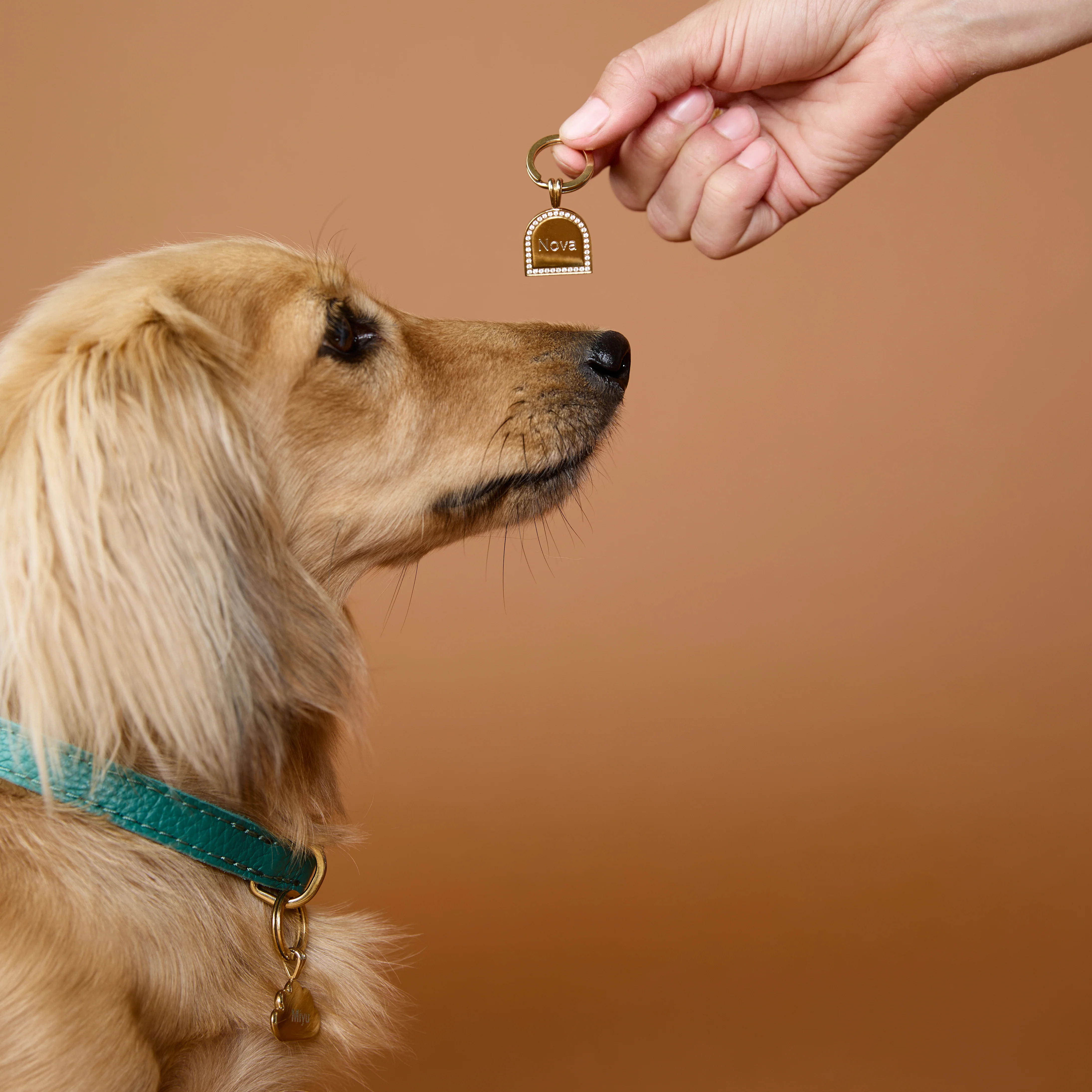 Pavé Arch Pet Tag in Gold - Image 6